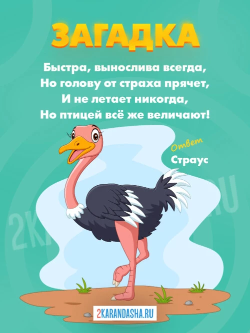 Загадки Страус