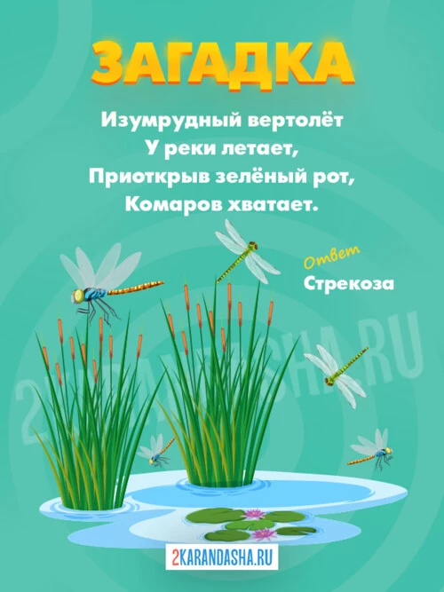 Загадки Стрекоза